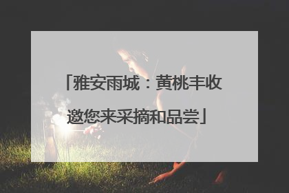 雅安雨城：黄桃丰收 邀您来采摘和品尝